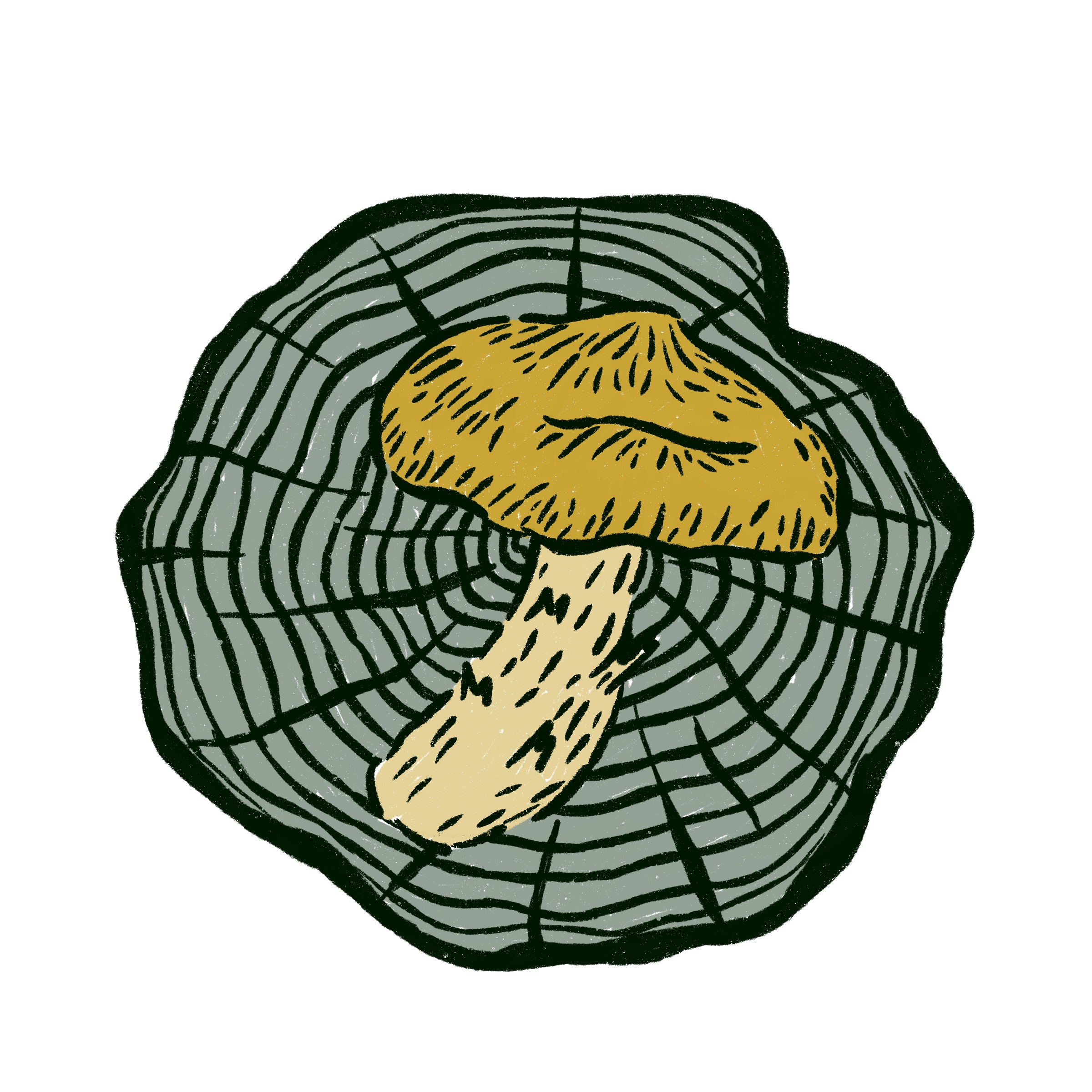 Fresh Shiitake Mushrooms